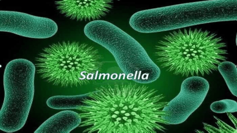 Cẩn trọng với vi khuẩn Salmonella