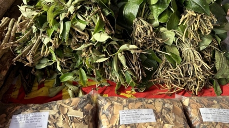 Dược liệu quý - Di sản văn hóa và kinh tế tương lai của dân tộc