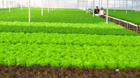 Đẩy mạnh sản xuất nông nghiệp “xanh” 