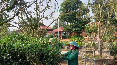 Động lực phát triển cây chè ở tỉnh Thái Nguyên đạt 1 tỷ đô la