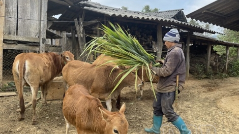 Giảm nghèo từ gốc: Sinh kế bền vững là chìa khóa (07/12/2025)