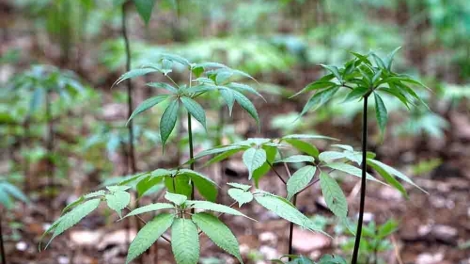 Hợp tác xã Khun Há (Lai Châu) phát triển cây dược liệu dưới tán rừng (22/11/2025)