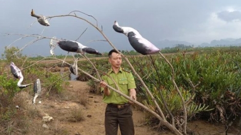 Cục Lâm nghiệp và Kiểm lâm kiểm tra các khu vực trọng điểm về bẫy bắt chim cư tại Quảng Ninh