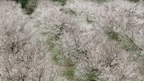 Sắc hoa gọi đông về trên cao nguyên Mộc Châu 