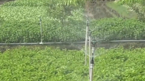 Nông dân Khmer đổi mới sáng tạo – Chuyển đổi số đưa nông nghiệp lên tầm cao mới