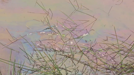 Khẩn trương xử lý sự cố tràn dầu ra môi trường ở Quảng Ngãi