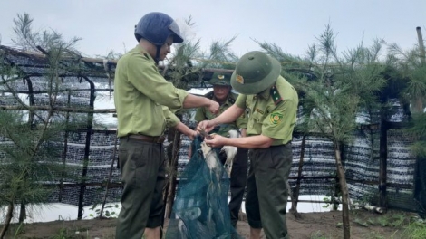 Cục Lâm nghiệp và Kiểm lâm tăng cường đấu tranh, xử lý các hành vi liên quan đến động vật hoang dã