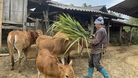 Giảm nghèo từ gốc: Sinh kế bền vững là chìa khóa