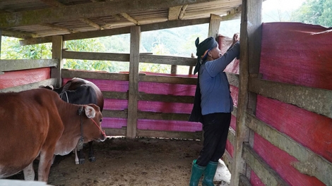 Chủ động phòng chống rét cho đàn vật nuôi (08/12/2025)