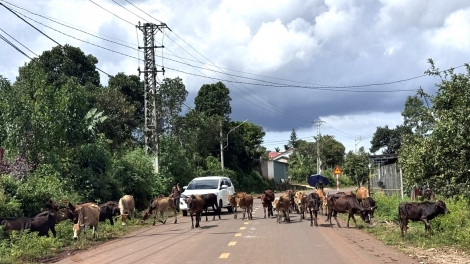 Gia Lai: Thoát nghèo từ ứng dụng công nghệ số vào sản xuất 
