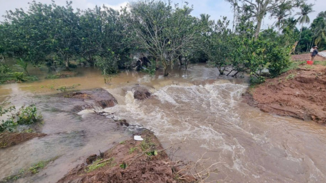  Vĩnh Long: Thiên tai gây thiệt hại hơn 51 tỷ đồng