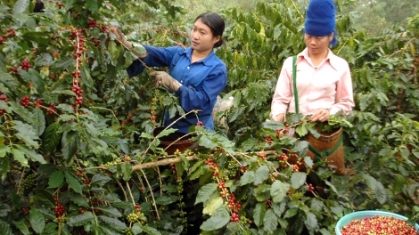 Lựa chọn cây trồng vật nuôi đặc sản phát triển kinh tế- góp phần tăng thu nhập, ổn định đời sống