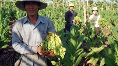  Cần thiết chuyển đổi diện tích trồng cây thuốc lá sang cây trồng khác