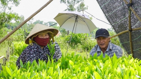 Hiệu quả chuyển đổi cơ cấu cây trồng, xóa đói giảm nghèo sau vận hành chính quyền địa phương 2 cấp