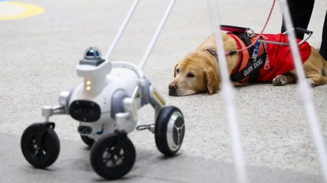 Tàu điện ngầm ở Thâm Quyến ra mắt dịch vụ chó dẫn đường thông minh đầu tiên trên thế giới