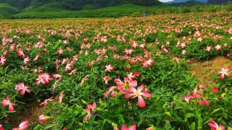 Phát triển dược liệu quý vào các bài thuốc y học cổ truyền phục vụ người bệnh