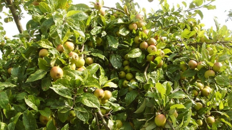 Khắc phục khó khăn, phát triển vùng dược liệu đa dạng và bền vững