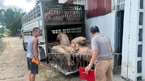 Đảm bảo an toàn nông sản, thực phẩm trong thời điểm cuối năm (18/12/2025)