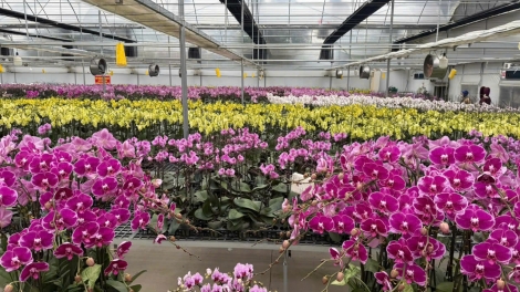 Thái Nguyên: Sắc xuân trên những vườn lan 