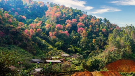 Về với sắc hoa Tớ Dày bản Cát Lình