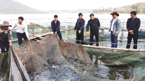 Nghệ An: Tiềm năng từ mô hình nuôi cá trê thương phẩm