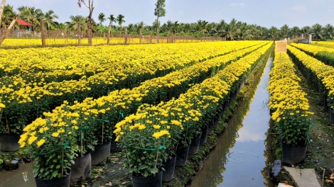 Làng hoa Mỹ Phong phập phồng vụ mùa Tết