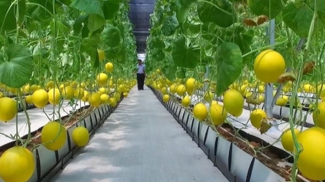 Đưa khoa học kỹ thuật vào sản xuất giúp đồng bào thoát nghèo