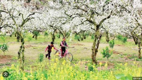 Phát triển du lịch từ những “mùa hoa nghìn tỉ”