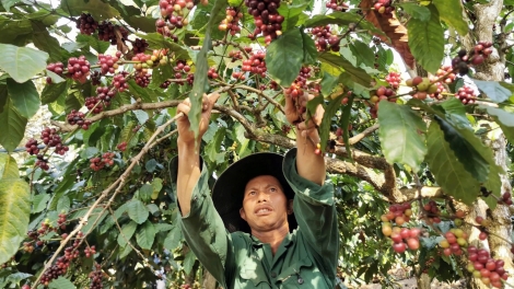 Trẻ hóa vườn cà phê để nâng cao giá trị ngành hàng (27/01/2026)
