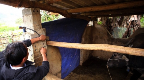 Các địa phương tập trung chăm sóc đàn vật nuôi trong giá rét.