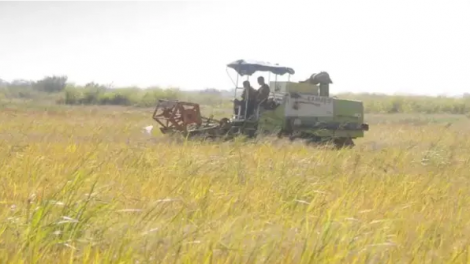 Nhiều doanh nghiệp Việt hỗ trợ Cuba nâng cao năng lực sản xuất lúa gạo