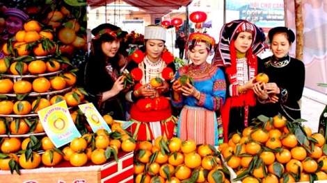 Tuyên Quang: VietGAP giúp cam sành trở thành cây trồng chủ lực 