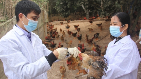 Người chăn nuôi chủ động phòng, chống cúm gia cầm (10&11/01/2026)