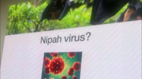 Hà Nội triển khai biện pháp ngăn chặn vi rút Nipah xâm nhập