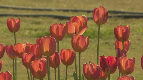 Lễ hội hoa Tulip - bữa tiệc sắc màu giữa lòng thủ đô New Delhi