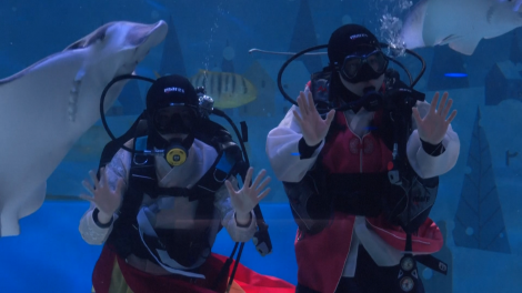 Thợ lặn Hàn Quốc mặc hanbok chúc Tết Nguyên đán dưới nước tại thủy cung COEX Aquarium