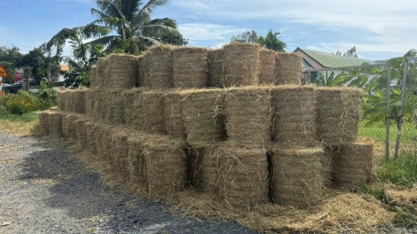 Từ rơm thành tiền: Mô hình viên nén sinh khối ở nông thôn