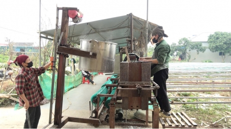 Thái Nguyên: Hồi sinh sau lũ, làng nghề miến OCOP 5 sao tất bật vào vụ Tết