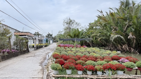  Mùa xuân ở miệt vườn Phong Điền