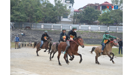 Tiếng vó ngựa gọi xuân trên cao nguyên trắng