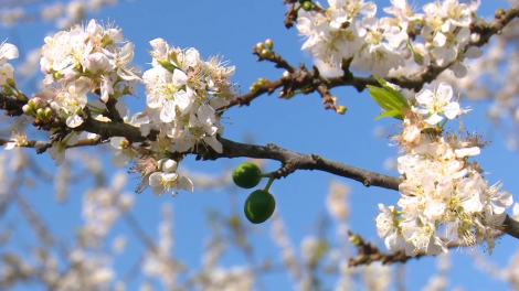 Phát triển du lịch từ những mùa hoa nghìn tỷ