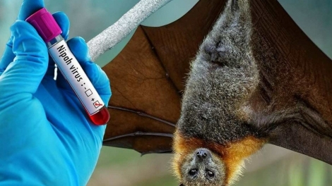 Tăng tốc nỗ lực nghiên cứu vaccine ngừa Nipah khi Ấn Độ tiếp tục ghi nhận ca nhiễm mới