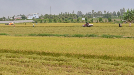 Nâng tầm vị thế nông sản vùng ĐBSCL trong hội nhập quốc tế