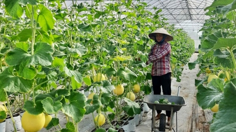 Đẩy mạnh liên kết chuỗi, gia tăng giá trị nông sản (13/03/2026)