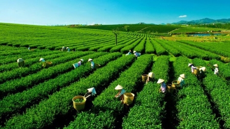 Đánh thức giá trị chè Thái Nguyên: Từ di sản truyền thống đến động lực kinh tế bền vững (24/03/2026)