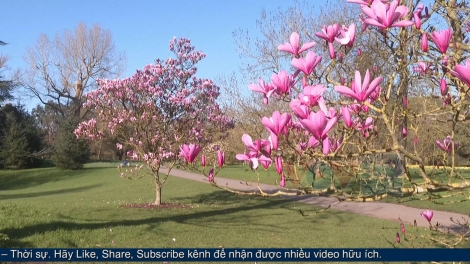 Bản hoà ca mùa xuân giữa lòng London