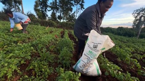 Gián đoạn eo biển Hormuz: Đứt gãy chuỗi phân bón, đe dọa sinh kế người nghèo