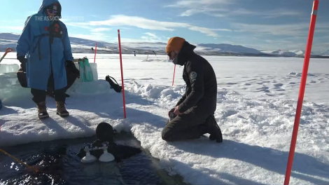 Lặn bên dưới những lớp băng các nhà khoa học trang bị kỹ năng mới phục vụ nghiên cứu khí hậu 