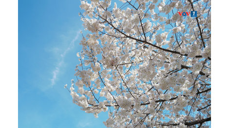 Hàng triệu du khách đổ về Washington D.C. ngắm mùa hoa anh đào nở rộ