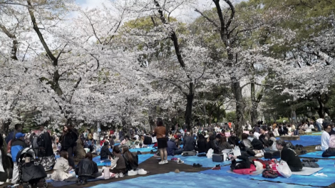 Tokyo, Nhật Bản hoa anh đào bung nở